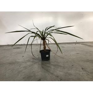 Cordyline – Plante décorative exotique