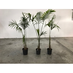 Kentia – Palmier d’intérieur élégant